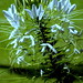 Helen Campbell Photo 9