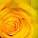 Patrick Rose Photo 24