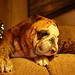 Dan Saxton Photo 18