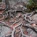 Marie Root Photo 17