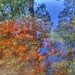 Martha Quirk Photo 9