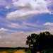 Carole Link Photo 16