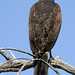 Vernon Harris Photo 25