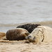 Gregory Seal Photo 9