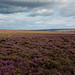 Heather Pickering Photo 16