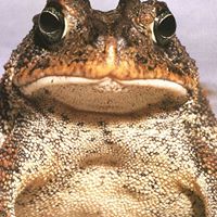 Victor Wiley Photo 7
