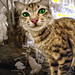 Ana Desa Photo 10