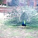 Robin Peacock Photo 26