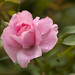 Rosa Davis Photo 15