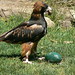 Victoria Black Photo 22