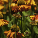 Susan Friend Photo 6