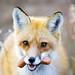 Sandy Fox Photo 40