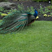 Kathryn Peacock Photo 25