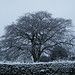 April Beech Photo 4