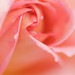 Janet Rose Photo 18