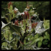 Holly Young Photo 34