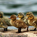 Stephen Meyer Photo 31