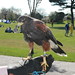 Chester Harris Photo 9
