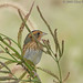 Murray Sharp Photo 5