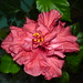 Dana Rose Photo 17