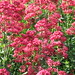 Michele Flowers Photo 8