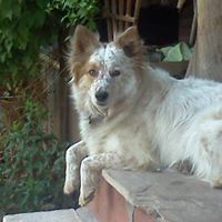Susan Patten Photo 30
