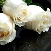 Rebecca Masi Photo 2