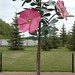 Stephen Mcpherson Photo 18