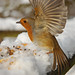 Robin Wing Photo 25