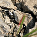 Christina Shell Photo 16