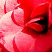 Rose Montgomery Photo 8