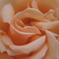 Valencia Rose Photo 3