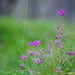 Heather Dew Photo 20