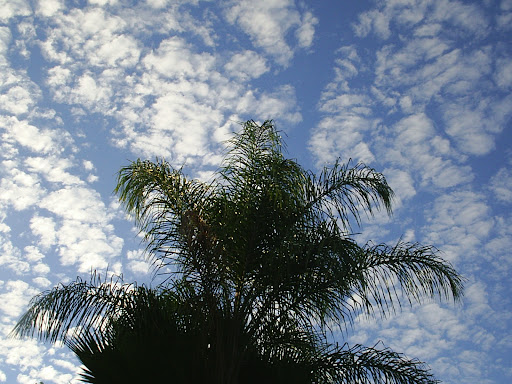 Michael Barbato Photo 11