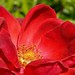 Preston Rose Photo 15