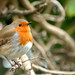 Raymond Robins Photo 19