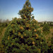 Robert Haack Photo 32