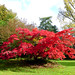 Alice Maple Photo 12