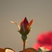 Rose Gardner Photo 16