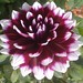 Linda Bloom Photo 15