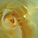 Sharon Lemon Photo 8