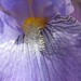 Janet Lavender Photo 14