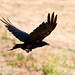 Joseph Crow Photo 33