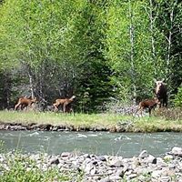 Dan Gabel Photo 7