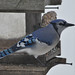 Jay Barrow Photo 7