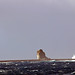 Donald Iles Photo 6