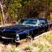 Bonnie Mower Photo 13