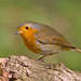 Robin Heath Photo 29