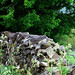 Helen Marks Photo 14
