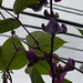 Lisa Vines Photo 43